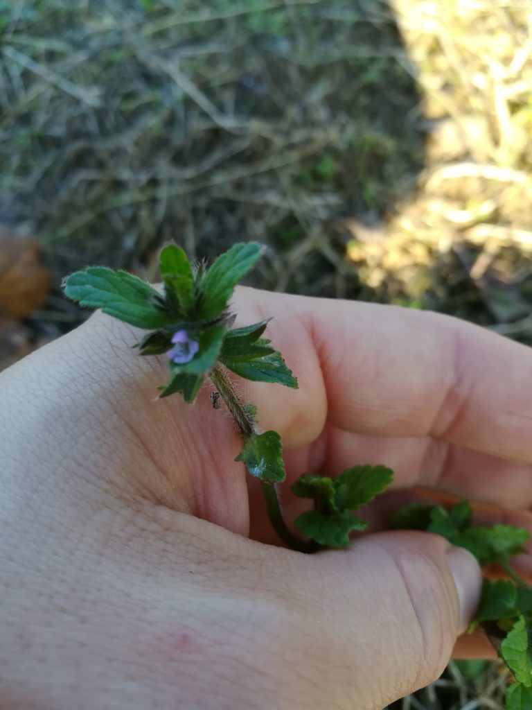 Plante du mois : le lierre terrestre